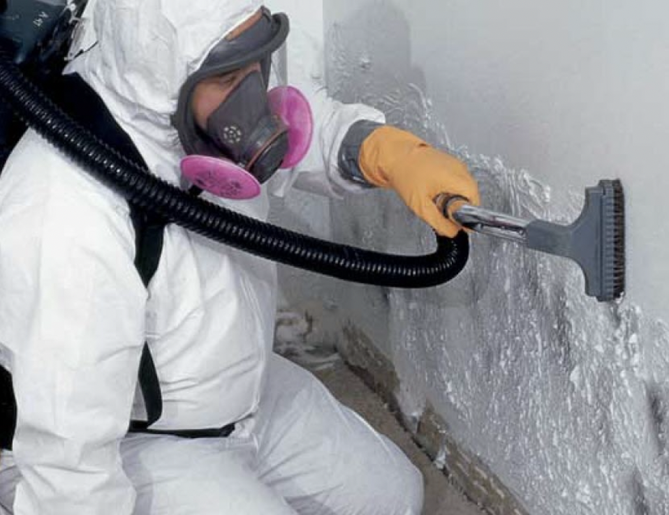 Mould Removal 1 | Specialised Services