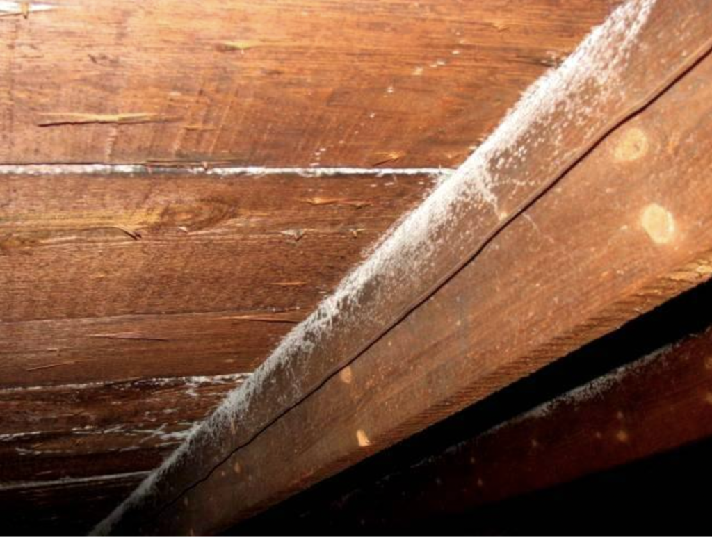 Mould Removal 5 | Specialised Services