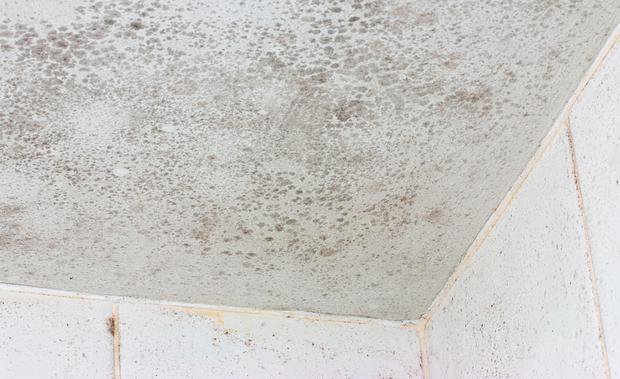 Mould Removal Adelaide